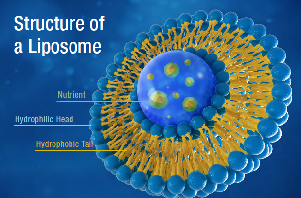The Liposomal Difference: A breakthrough in Nutrient Delivery