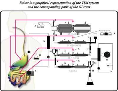 Efficacy of Supplemental Enzymes